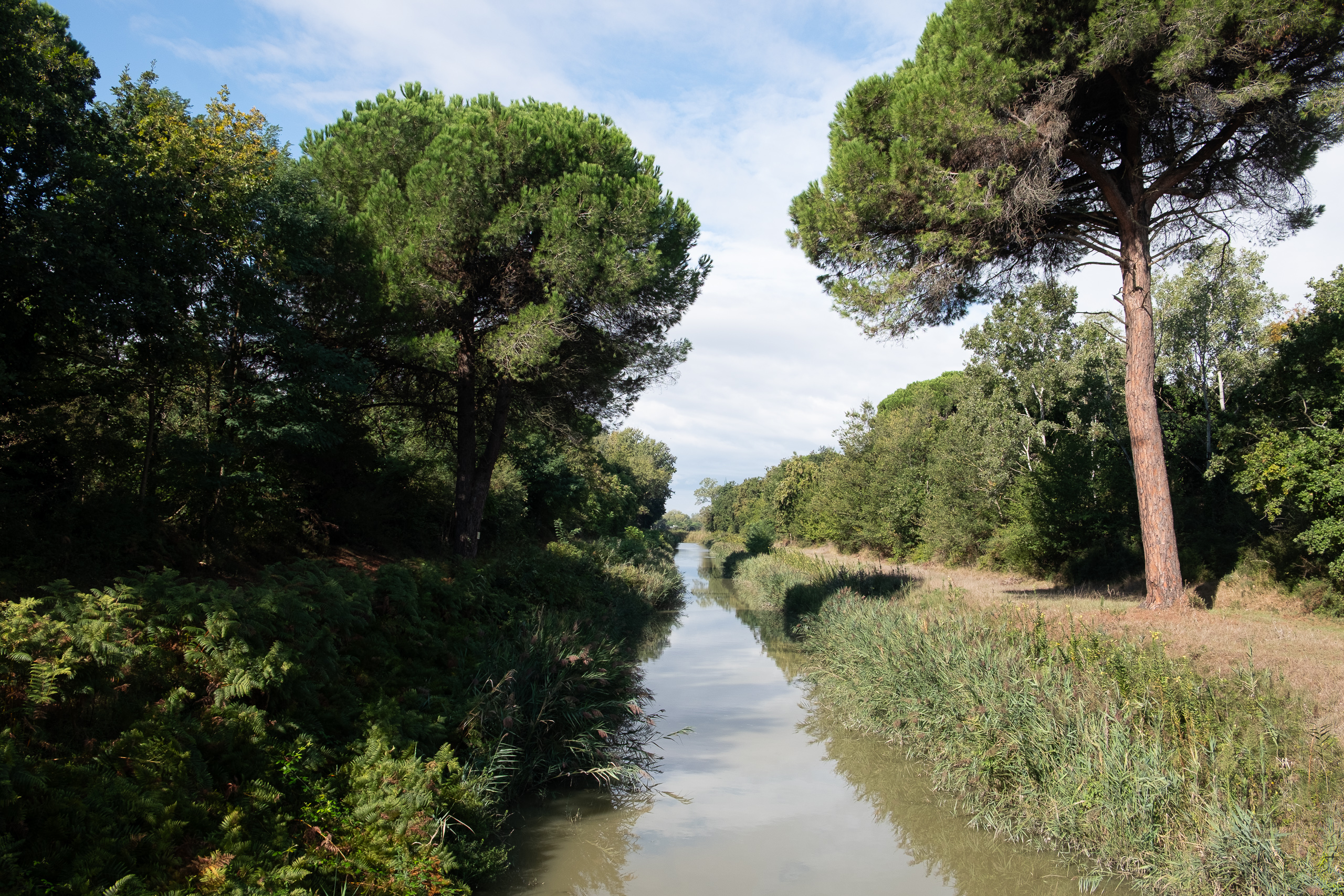 Kanal zwischen hohen Pinien – Schotterweg am Ufer